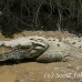 crocodile_american_tar_h_1514_cos2517.jpg